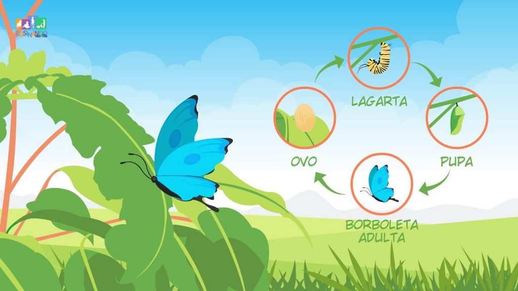 Tudo Sobre A Borboleta: Características, Nome Científico E Fotos ...
