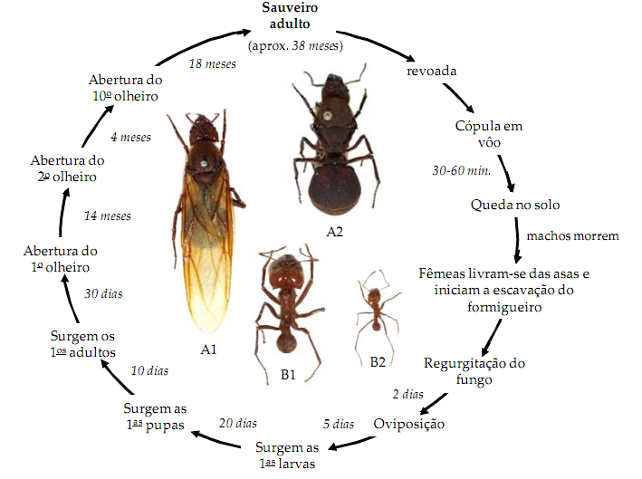 Ciclo de Vida da Formiga 