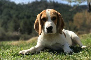 Ciclo de Vida do Beagle