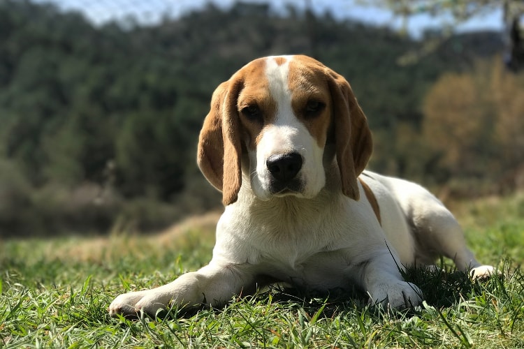 Ciclo de Vida do Beagle