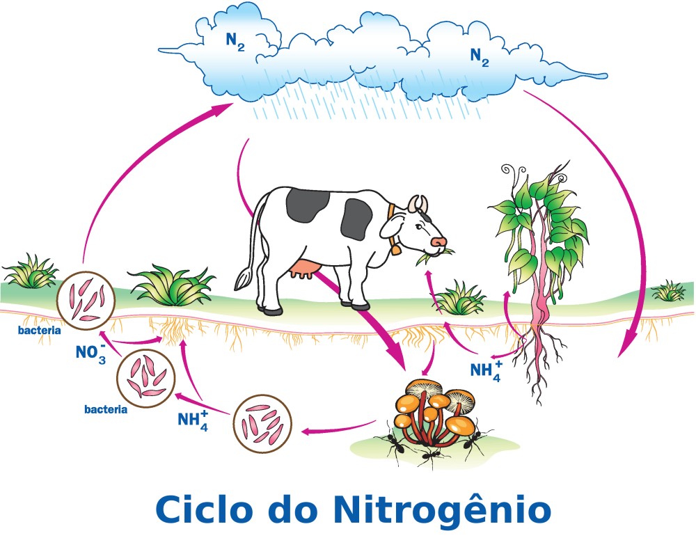 Importância do nitrogênio para as plantas Elevagro