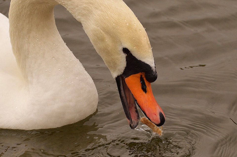 Cisne Comendo 