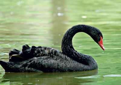 Cisne Negro no Lago 