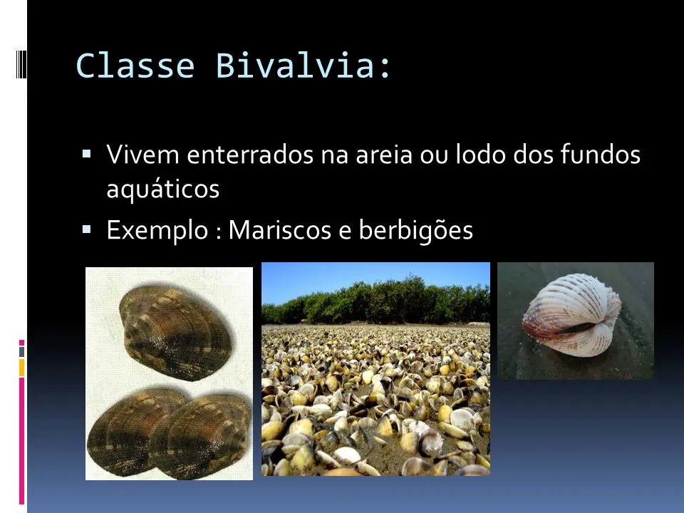 Classe Bivalvia