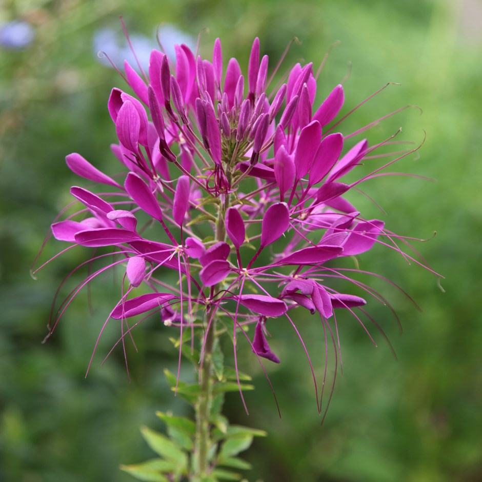 Cleome