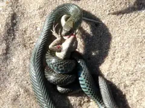 Cobra Comendo Camaleão 