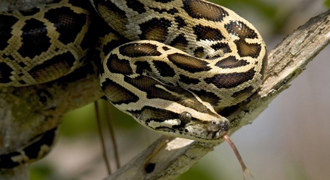 Cobras são consideradas predadores dos ornitorrincos