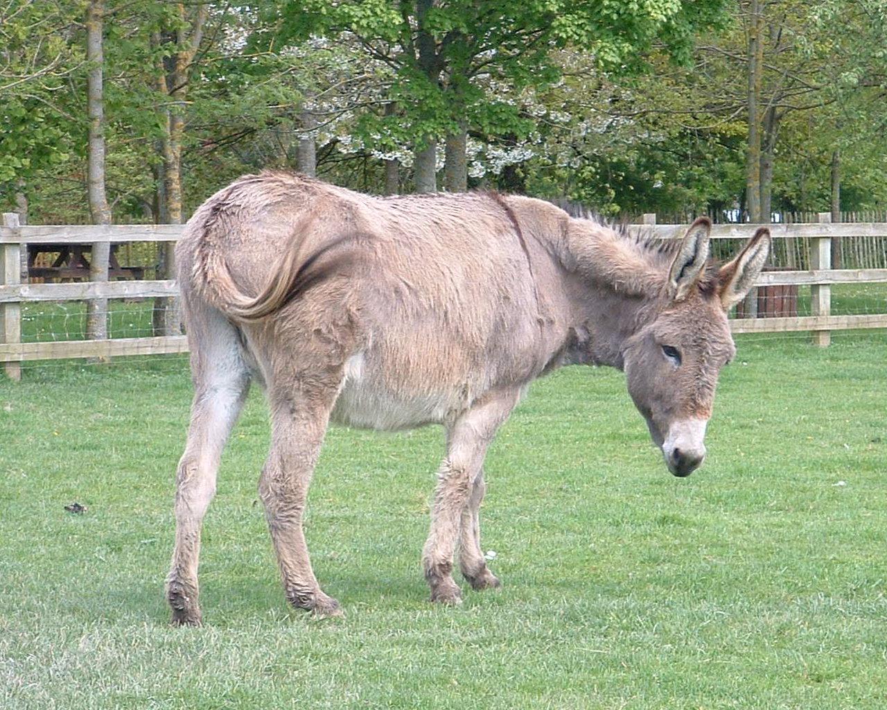 Corsican Donkey: Características, Nome Cientifico e Fotos