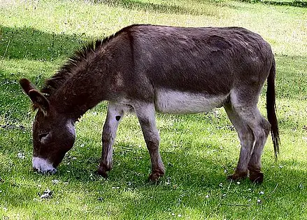 Corsican Donkey Comendo Grama