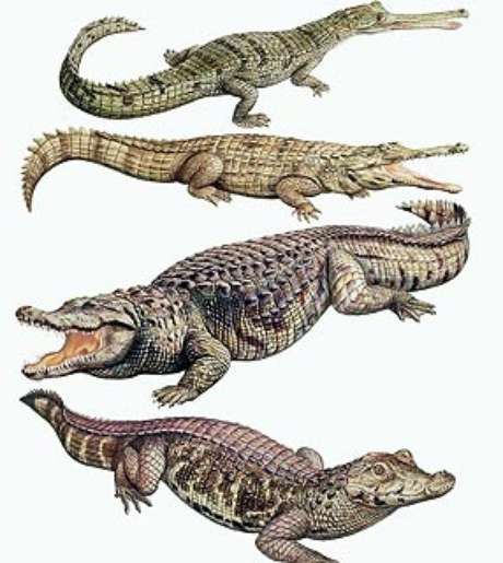 Crocodilianos