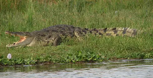 Crocodilo na Beira da Água