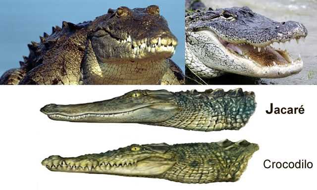 Crocodilos e Jacarés