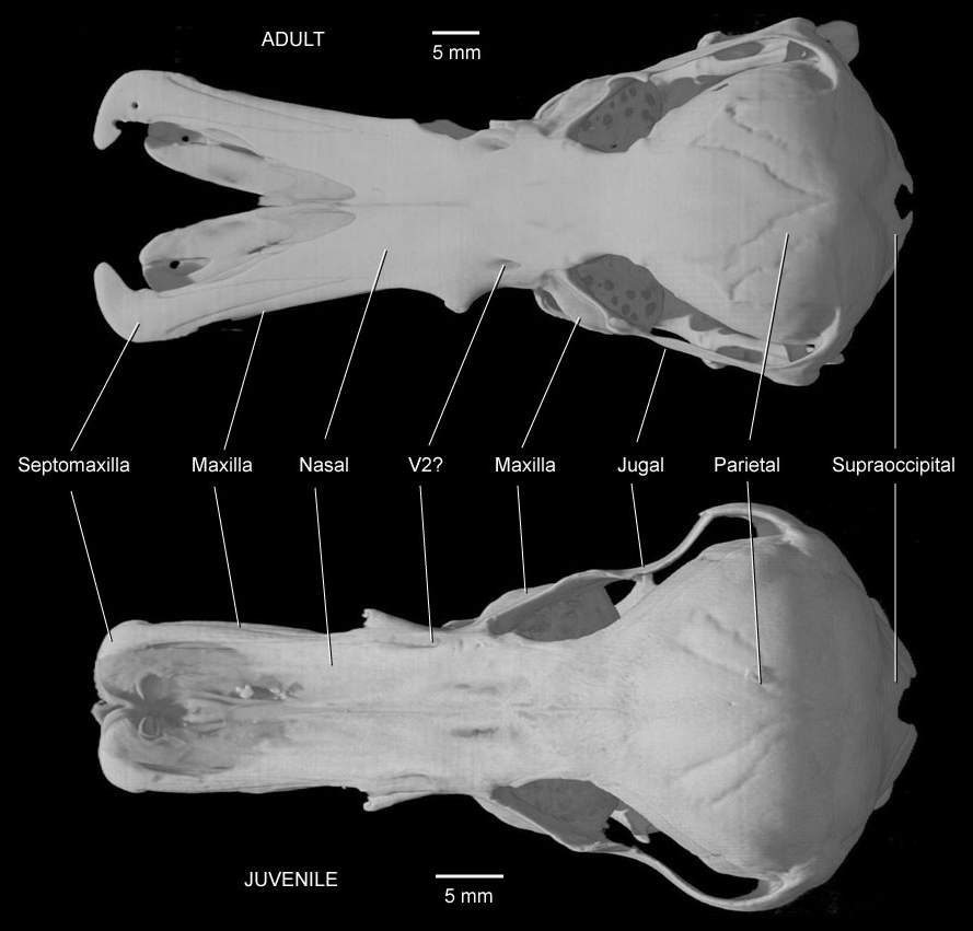 Crânio e Dentes do Ornitorrinco