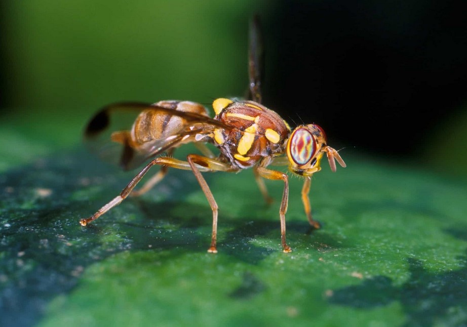 Cuidado com as Moscas Dacus Diversus