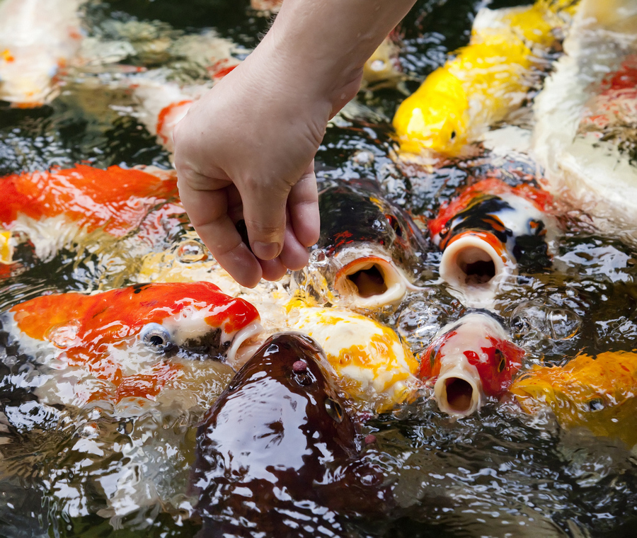 Cuidados Com a Carpa