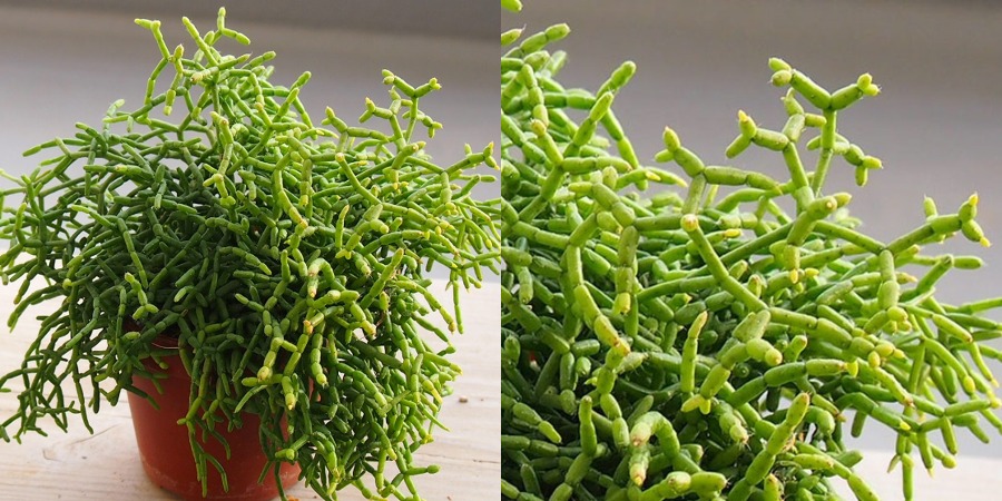 Cultivar O Cacto Macarrão no Vaso