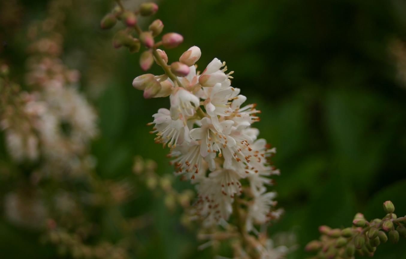 Clethra Alnifolia ou Summersweet: Habitat e Nome Cientifico