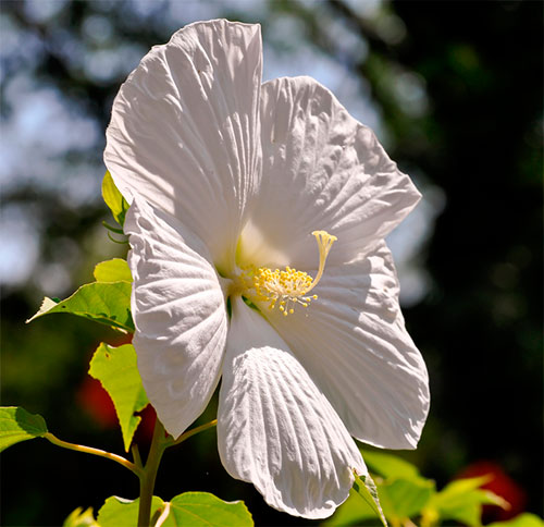 Cultivo de Hibisco Branco 