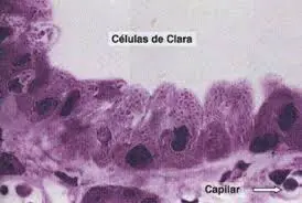 Células de Clara
