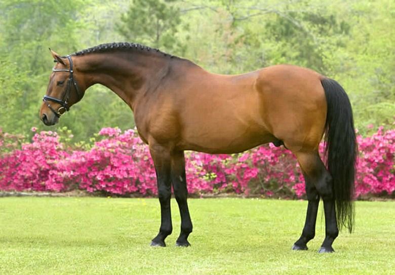 Raça de Cavalo Danish Warmblood: Características, Fotos e História