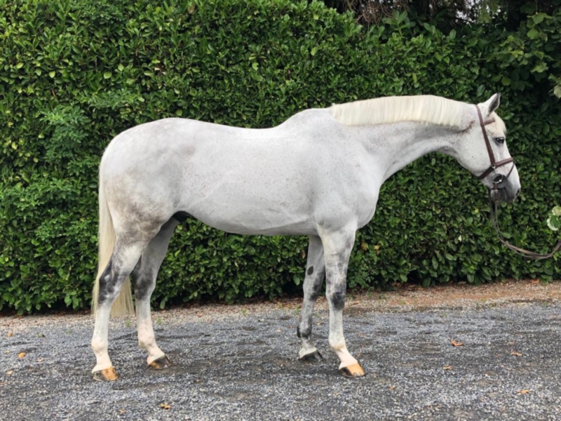 Danish Warmblood Branco 