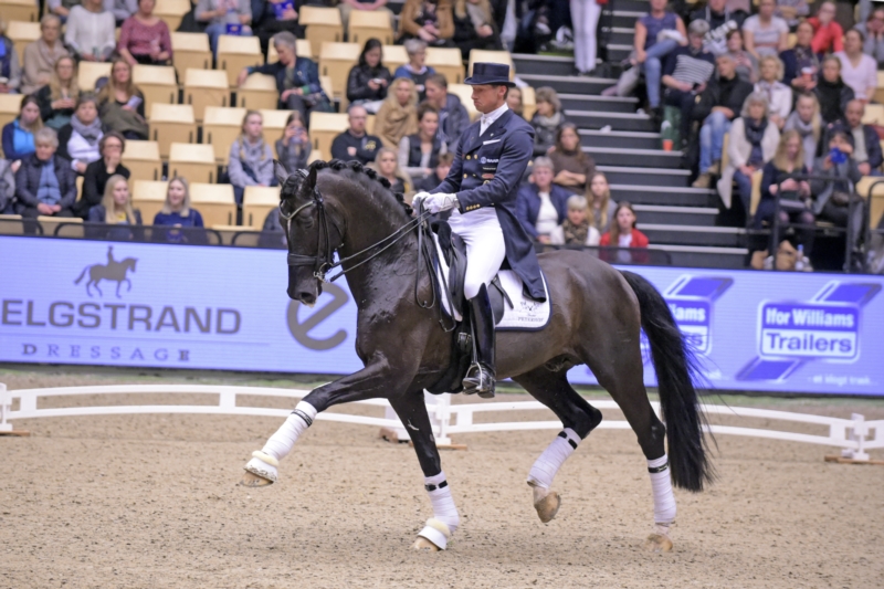 Danish Warmblood Marchador 