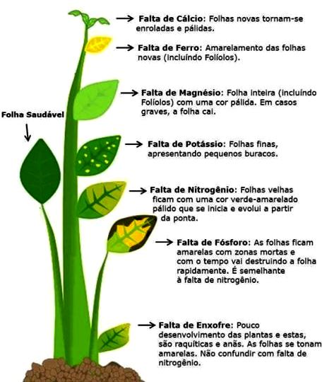 Deficiência de Nutrientes