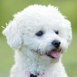 Detalhes Sobre o Poodle