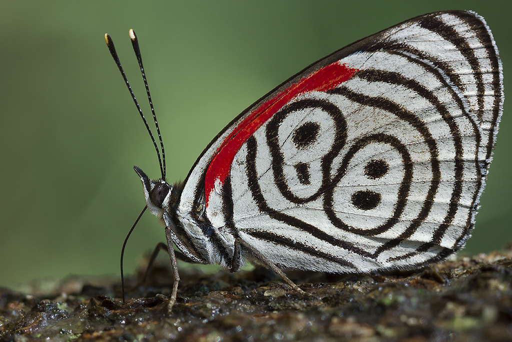 Diaethria Eluina Eluina