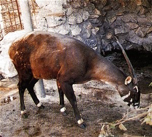 Dieta Alimentar do Saola