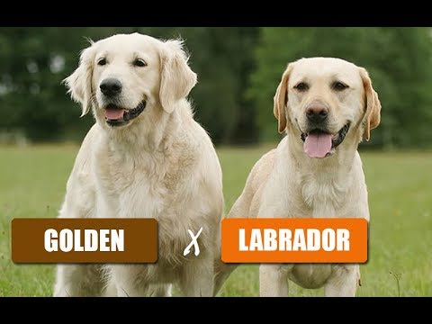 Diferenças do Golden e Labrador