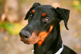Alimentação do Dobermann: O Que Eles Comem?