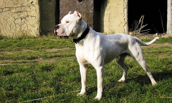 Dogo Argentino 