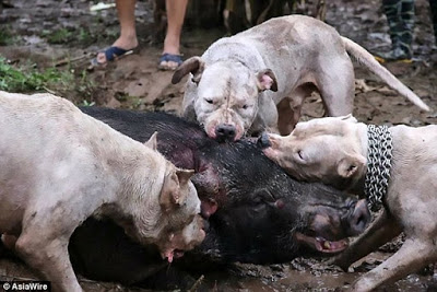 Dogo Argentino Caçando