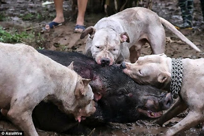 Dogo Argentino Caçando 