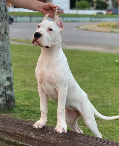 Dogo Argentino Com o Dono 