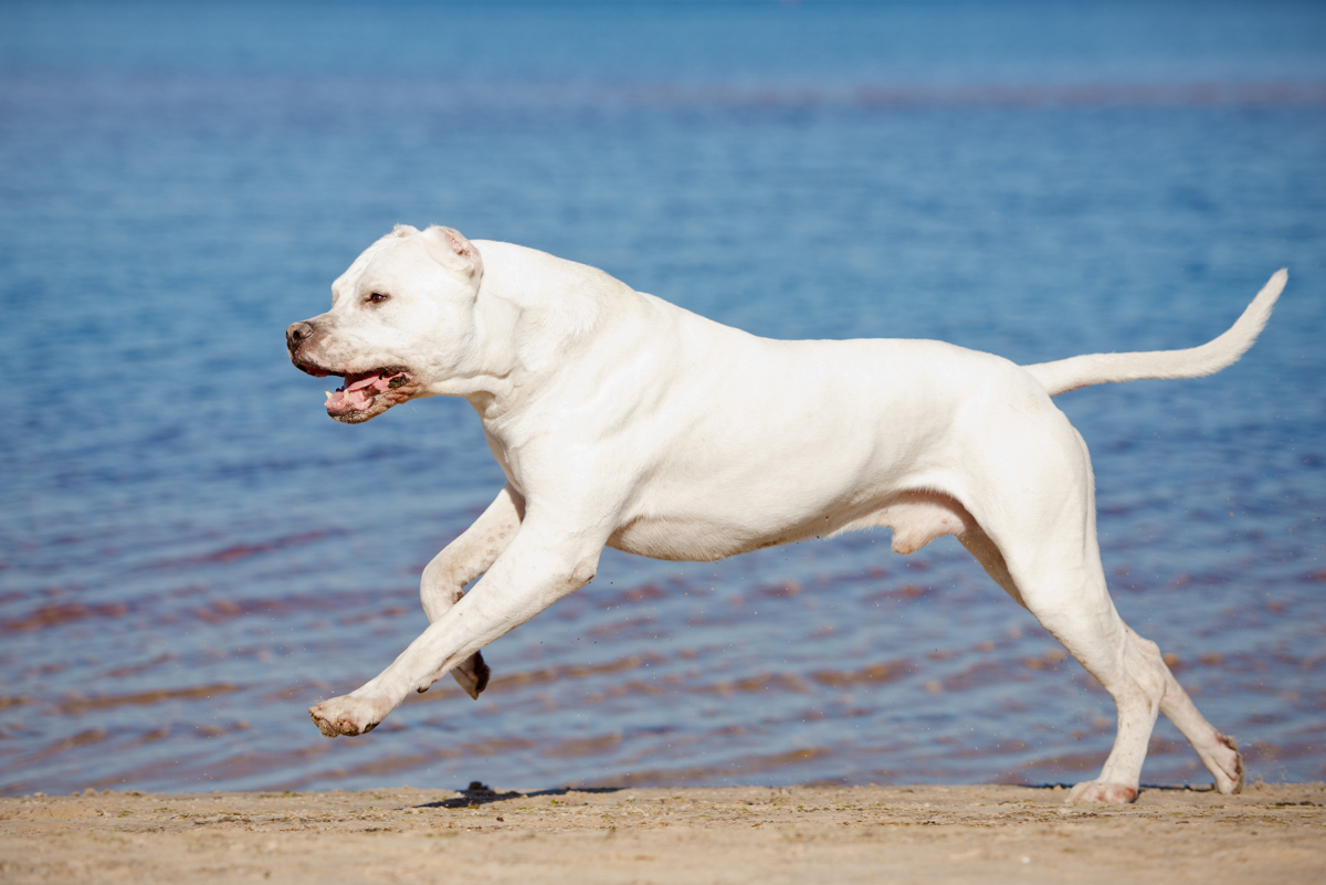 Dogo Argentino Correndo 