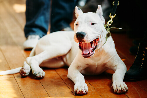 Dogo Argentino de Estimação 