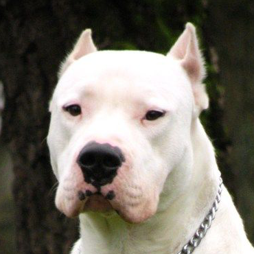 Dogo Argentino de Frente 