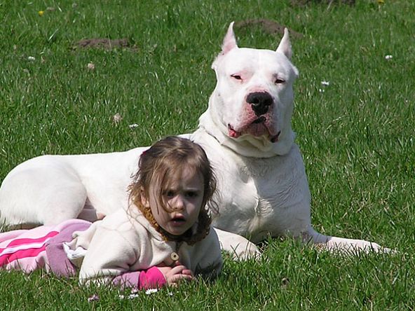 Dogo Argentino e Garotinha na Grama