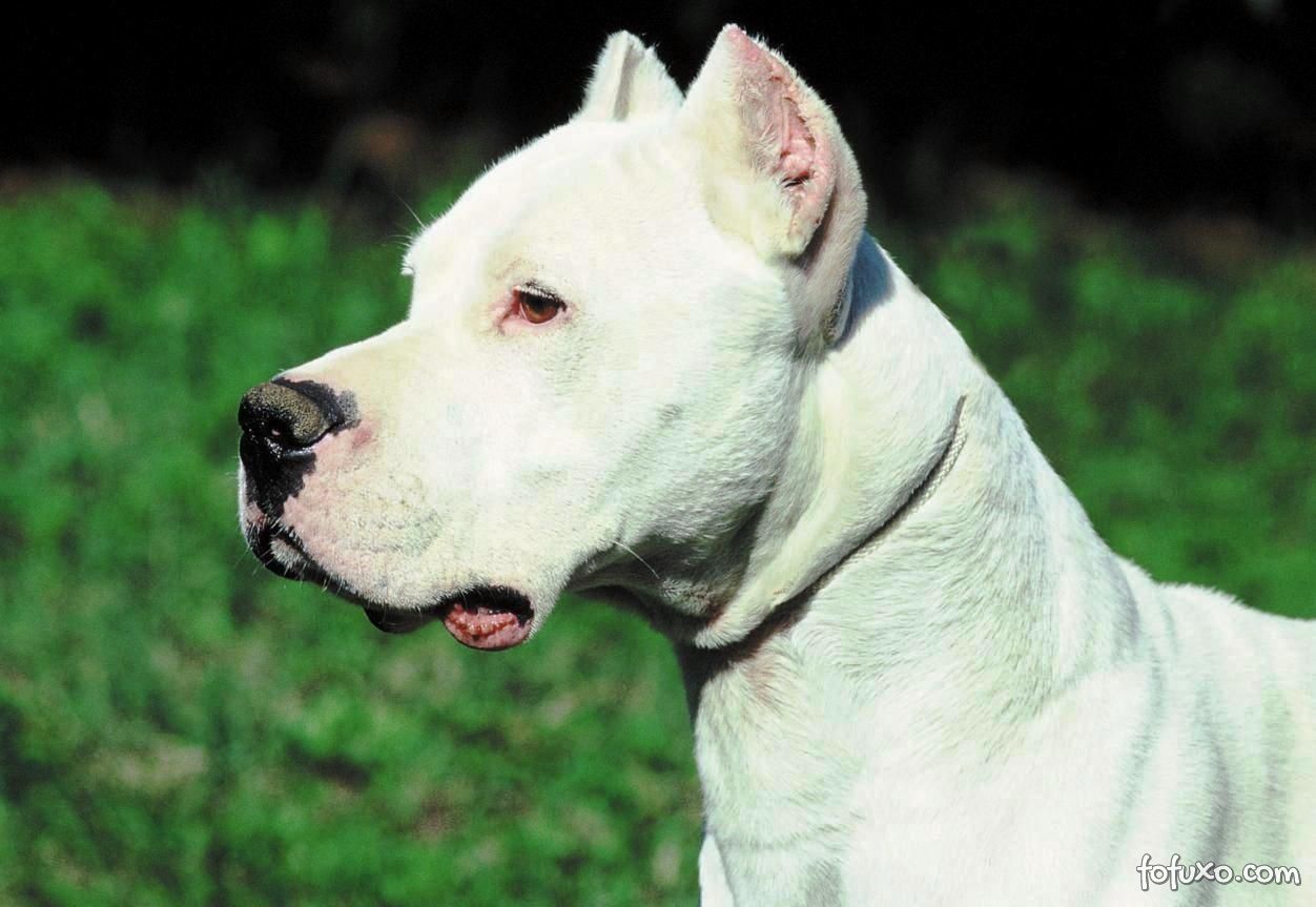 Dogo Argentino 