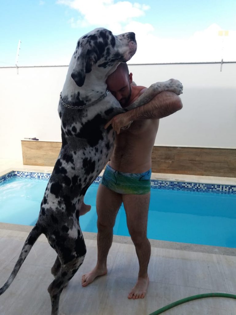 Dogue Alemão Abraçando o Dono 