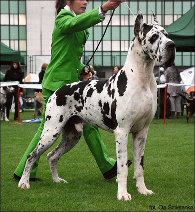 Dogue Alemão Com a Cuidadora 