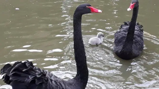 Dois Cisne Com o Seu Filhote 