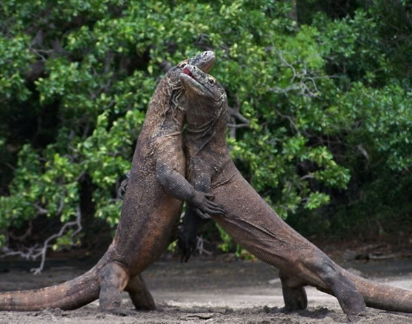 Dois Dragões de Komodo