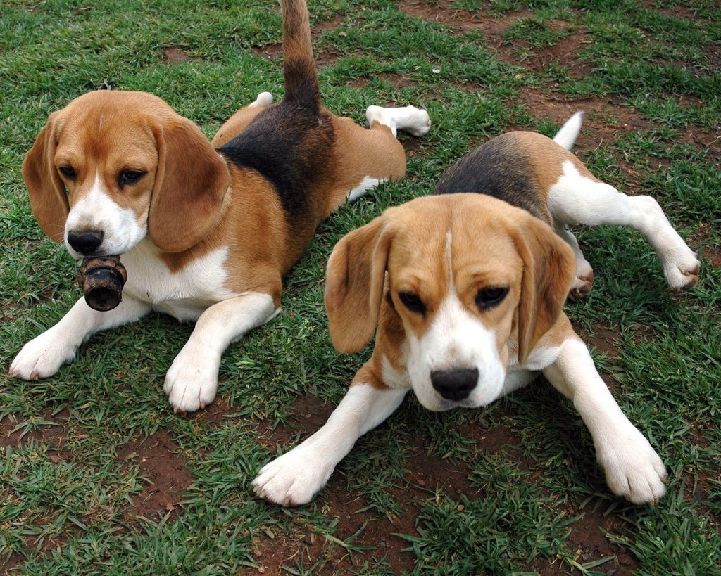 Dois Filhotes da Raça Beagle 