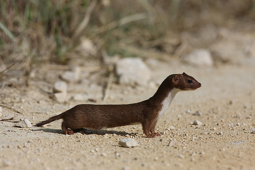 Doninha Amazônica