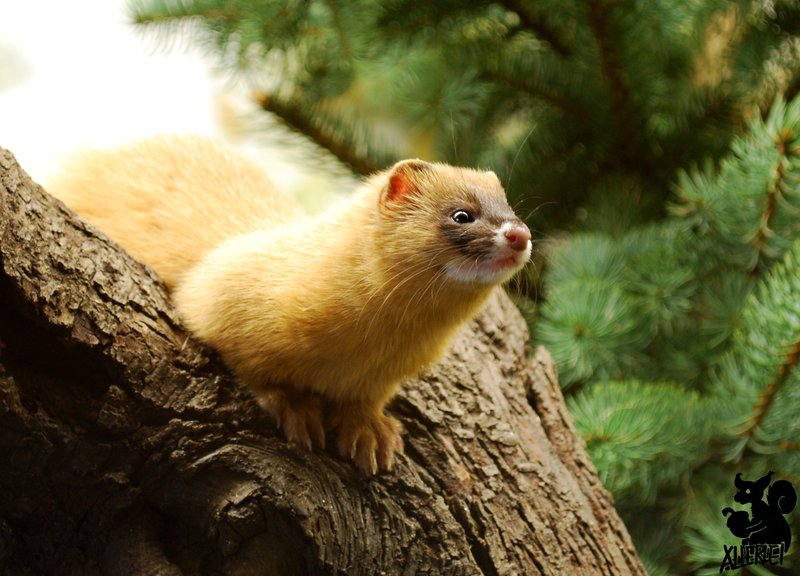 Doninha Siberiana