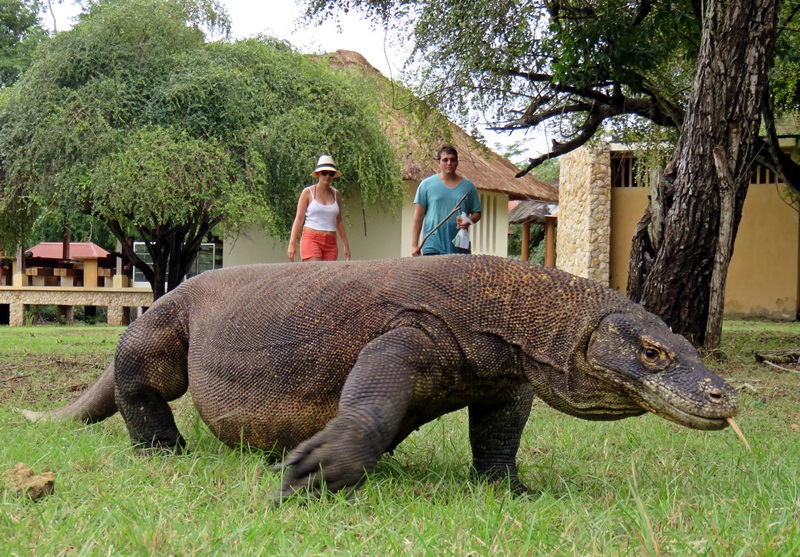 Dragão de Komodo Andando na Grama