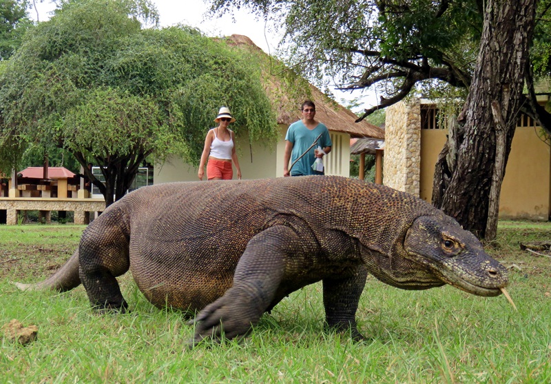 Dragão de Komodo Andando na Grama 